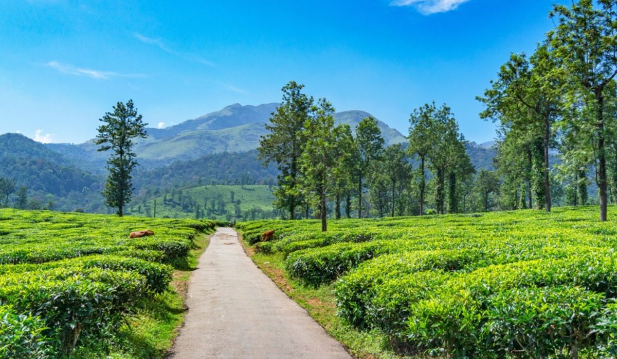 Places-to-visit-in-Wayanad